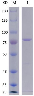 8% SDS-PAGE analysis profiles of purified RL2_PA0781-515-687_PA0781-32-495 (CBB stained).